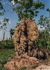 3 m hoher Termitenbau