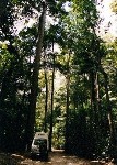 Regenwald auf den Dnen von Fraser Island