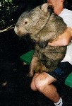 Wombat "Mathilda"