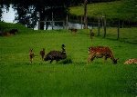 Damwild und Emus - seltsame Gruppierung