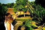 Reife Mangos, Kununurra