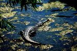 Windjana Gorge, Freshwater Crocodile