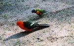 Knigssittich und Lorikeet