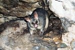 Opossum im Sinkhole