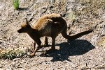 Kangaroo Island -Knguruh