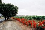 Barossa Valley