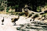 Emu-Familie