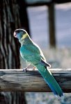 Port Lincoln Parrot