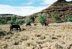 Halbwilde Pferde der Aborigines
