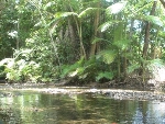 Cape Tribulation, Regenwald Cape Tribulation, Regenwald