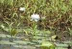 Wasserlilien