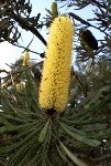 Banksia