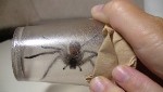 Yalgorup NP, Sydney Funnelweb Spider