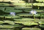 Wasserlilien (Lawnhill National Park)