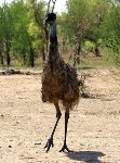 neugieriger Emu