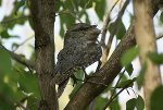 Tawny Frogmouth (keine Eule!)