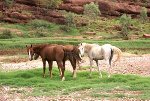 Die Pferde der Aborigines im Finke River-Tal