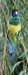 Port Lincoln Parrot (Australian Ringneck)