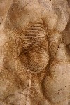 Windjana Gorge, Fossil eines Nautiloiden (ca. 300 Mill. Jahre alt)