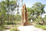 Cathedral Termite