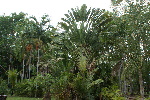 Travelers Tree, East West Palm