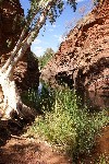 Hamersley Gorge