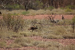 Karijini National Park, Emu