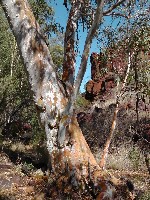 Dales Gorge