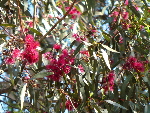 Blühender Eukalyptus