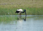 Corroborre Billabong - Jabiru