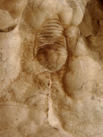 Fossiler Nautiloid