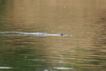 Geikie Gorge, Freshwater Crocodile
