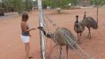 Emu-Fütterung beim Stuarts Well Roadhouse (Video cut)