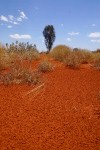 Dünenlandschaft der Simpson Desert