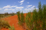 Dünenlandschaft der Simpson Desert