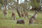 Tidbinbilla NP, Groe graue Kngurus