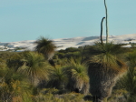 Lancelin Dunes