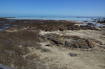 Hamelin Pool - Stromatolithen