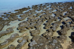 Hamelin Pool - Stromatolithen