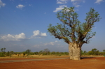 Kimberley Region - Boab Tree