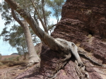 Flinders Ranges - Brachina Gorge
