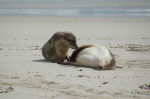 Kangaroo Island - Seals Bay