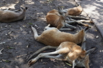 Perth - Coversham Wildlife Park