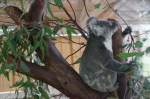 Perth - Coversham Wildlife Park