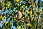 Tany Frogmouth