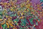 Hamersley Range - Wildblumen