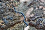 Karijini NP - Dales Gorge - Mulga Snake