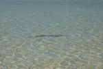 Shark Bay - Shell Beach - Haie