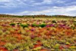Red Center - Wildflowers
