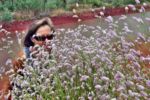 Hamersley Range - Wildblumen
